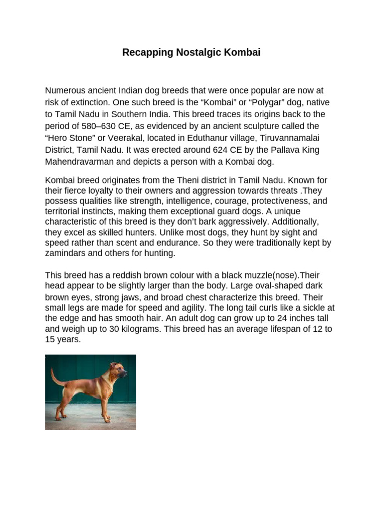 Kombai Dog: Ancient Indian Breed Overview | PDF | Dogs | Dog Breeds