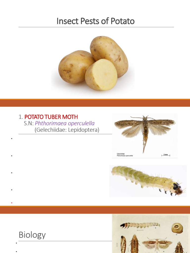 Insect Pests of Potato and Sweet Potato | PDF | Pupa | Beetle