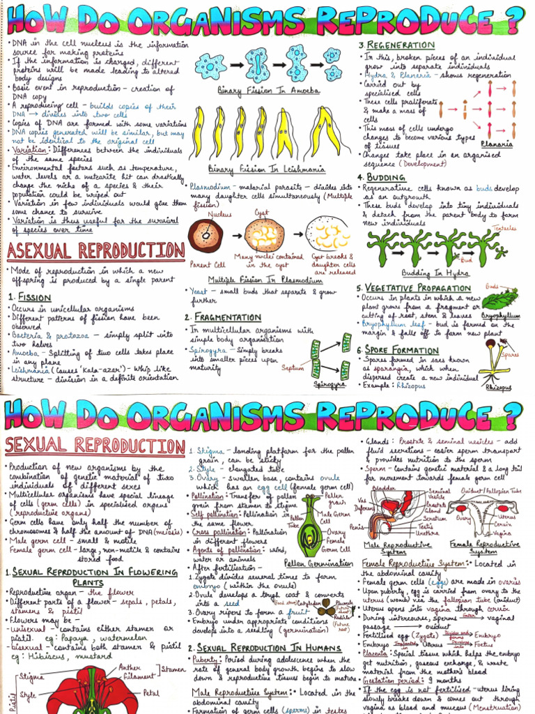 Understanding Asexual and Sexual Reproduction | PDF | Reproduction ...