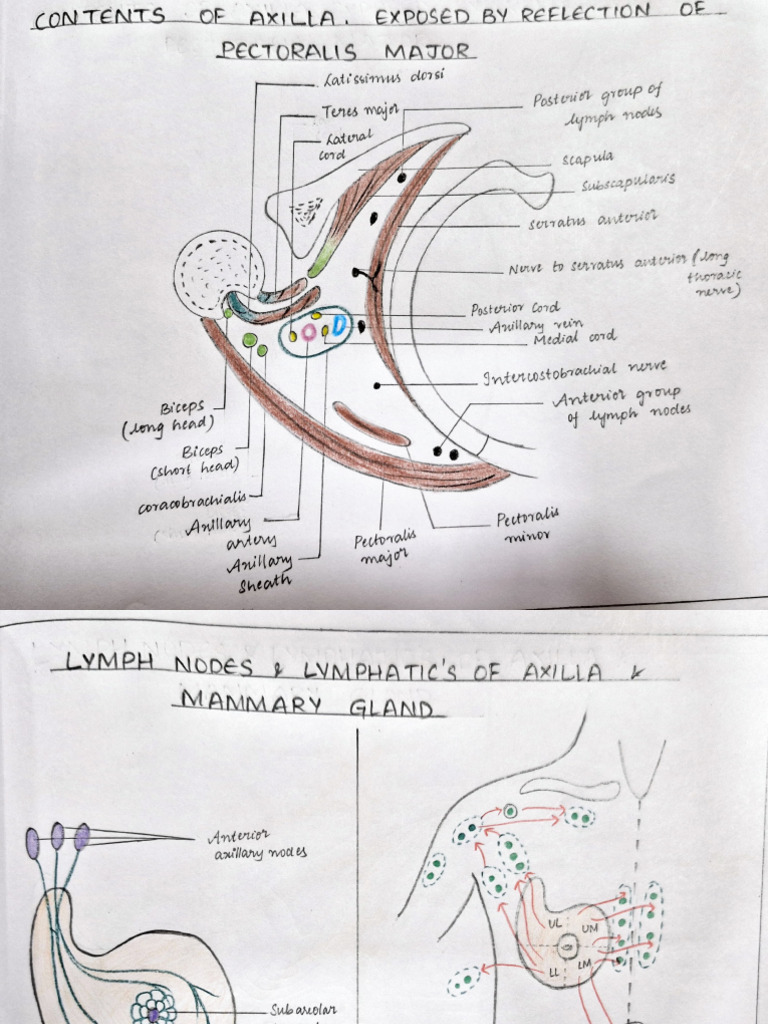 Gross Anatomy | PDF