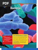 Bacteria: The Microcosmos of Yogur T