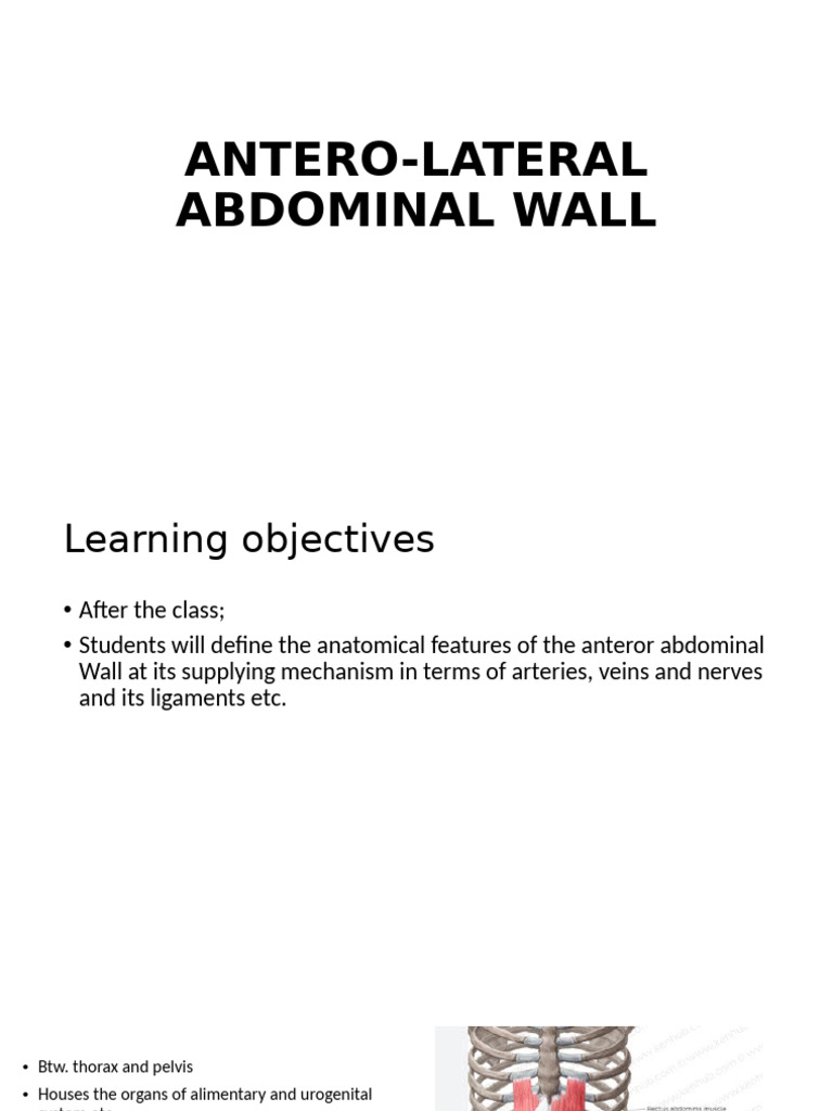 Anterior Abdominal Wall | PDF | Abdomen | Human Anatomy
