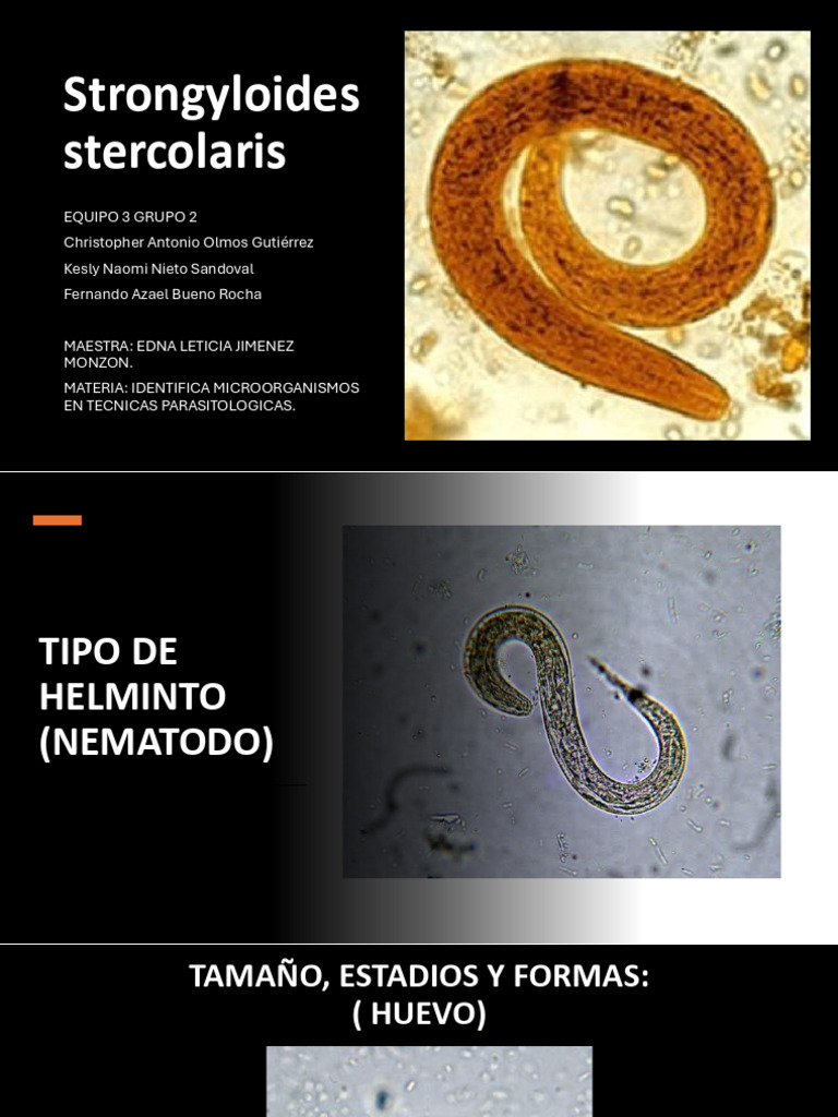 4 25 26 Antonio Naomi Fernando Presentacion Strongyloides Stercolaris | PDF