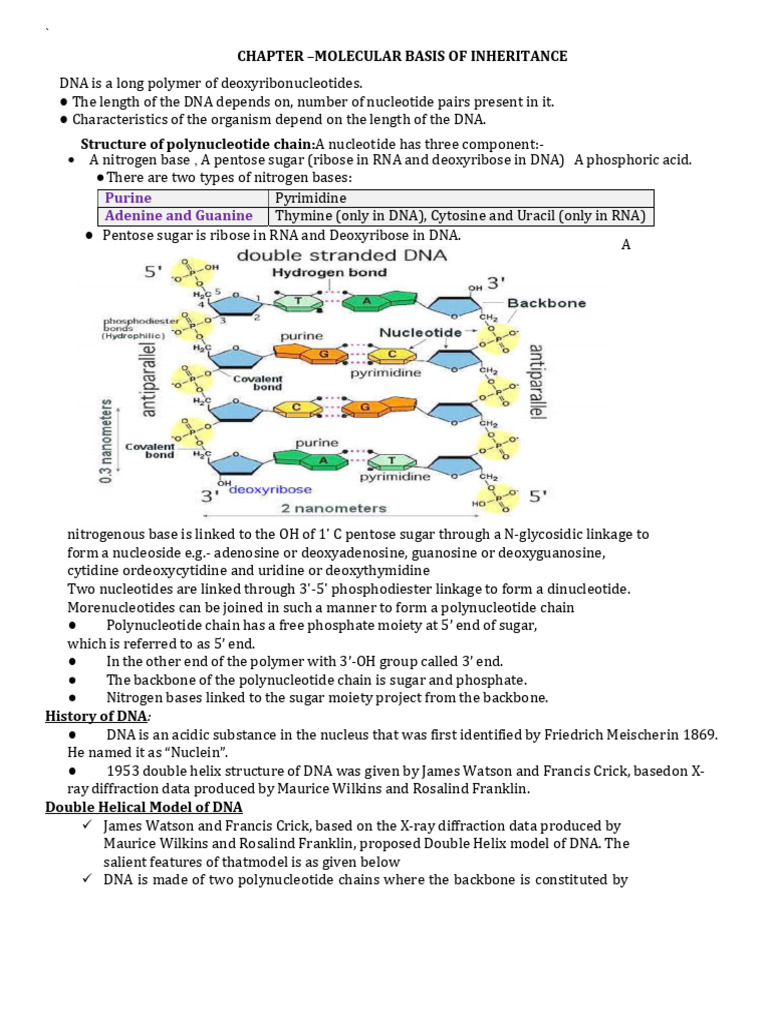 Molecular Basis of DNA Structure | PDF | Translation (Biology) | Gene