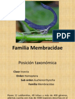 Familia Membracidae