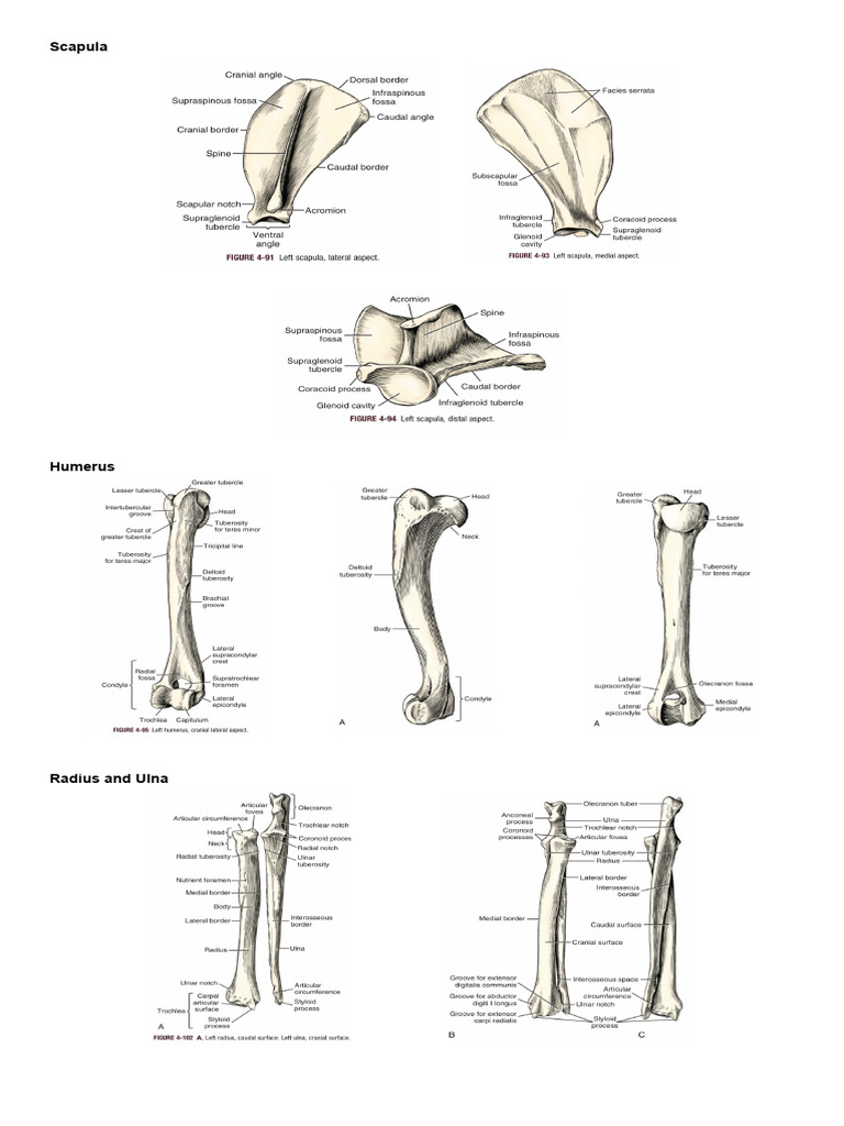 Appendicular Bones | PDF