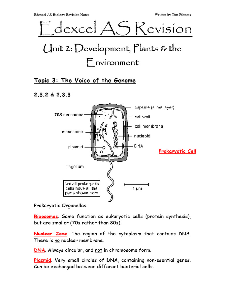 Tim Filtness Unit 1 & 2 Notes 43 67 | PDF | Mitosis | Cell (Biology)