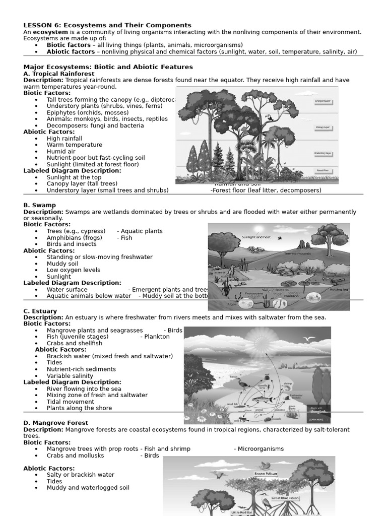 Ecosystem Components and Types Explained | PDF | Mangrove | Rainforest