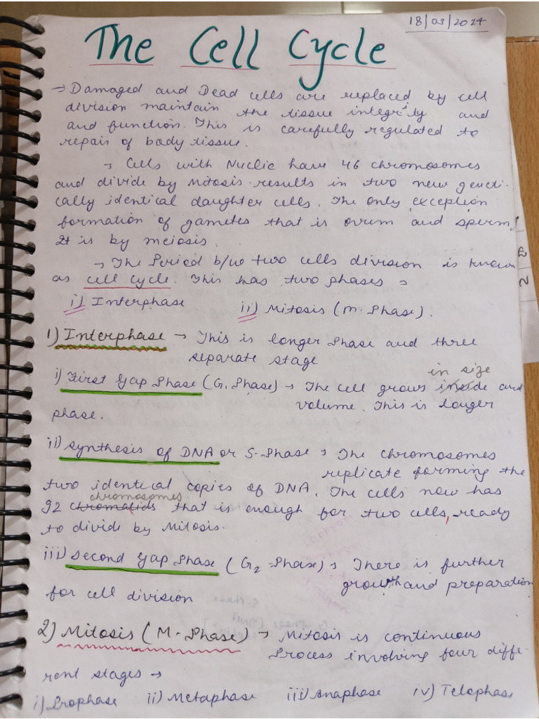 Cell Cycle | PDF