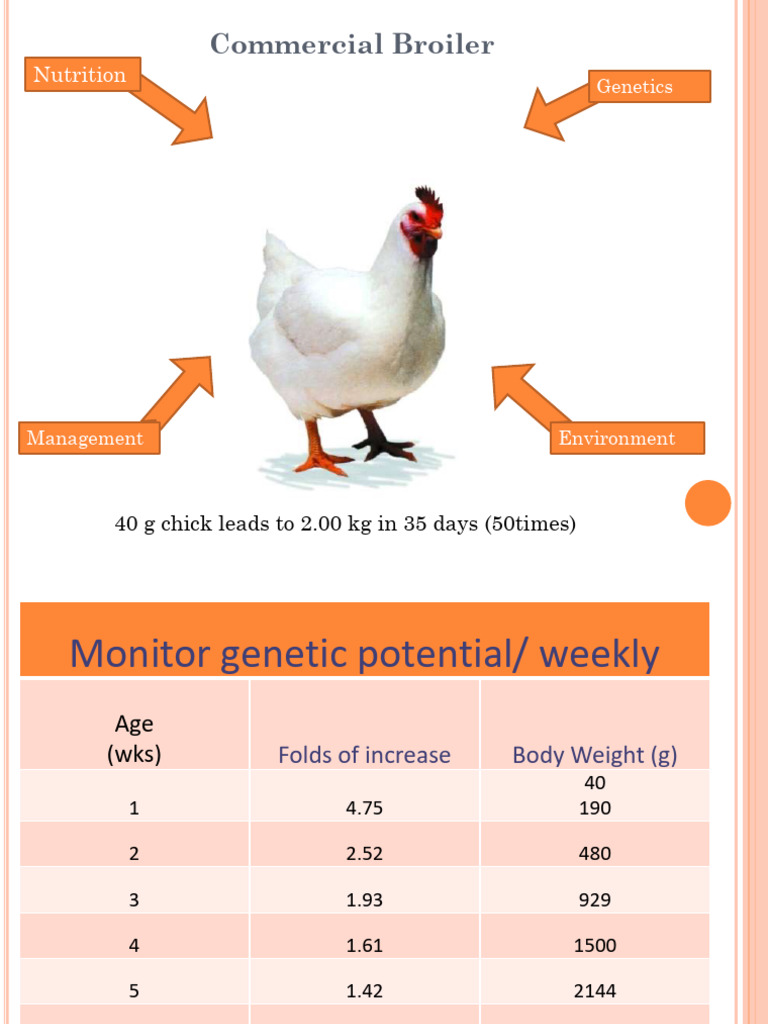 Broiler Chicken Nutrition and Management Guide | PDF | Broiler | Birds