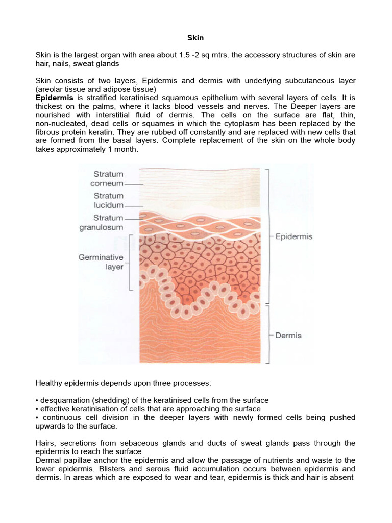 Skin NOTES | PDF | Skin | Epidermis