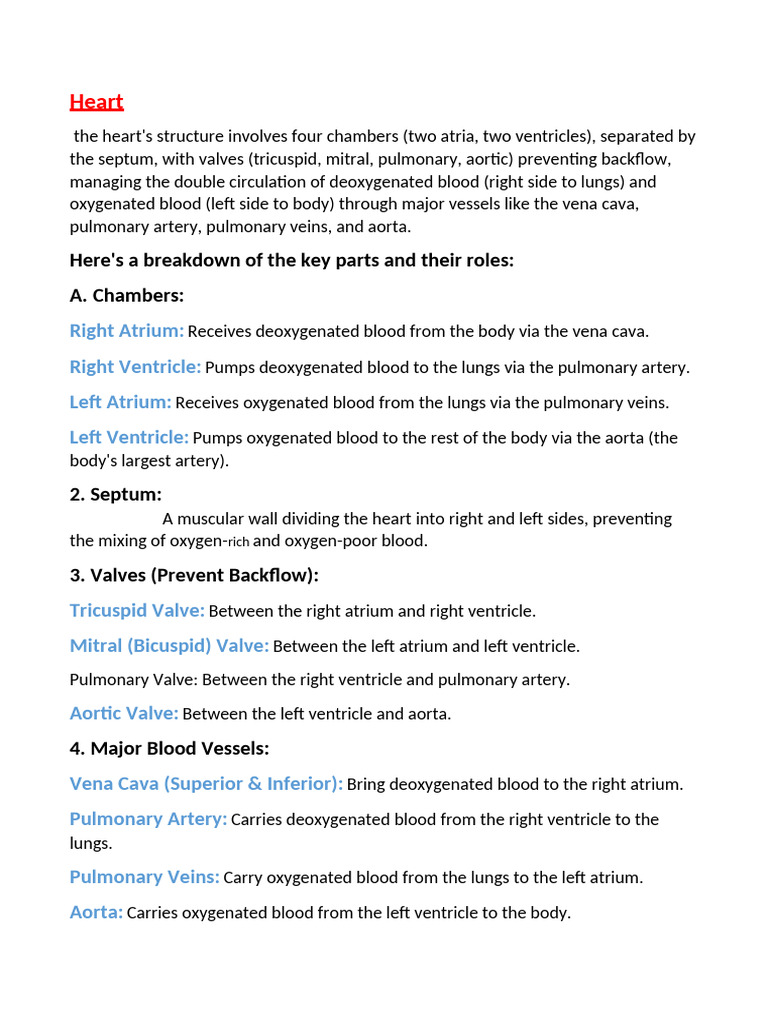 Heart Structure and Blood Flow Explained | PDF