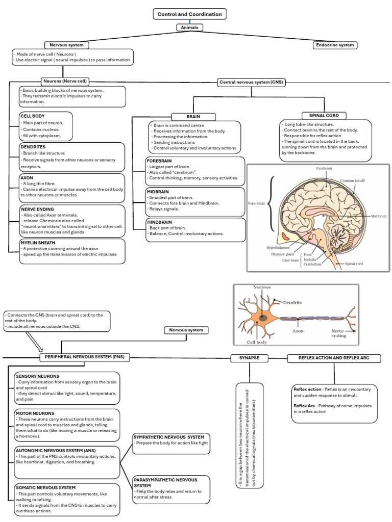 class 10 control and coordination | PDF | Nervous System | Central ...