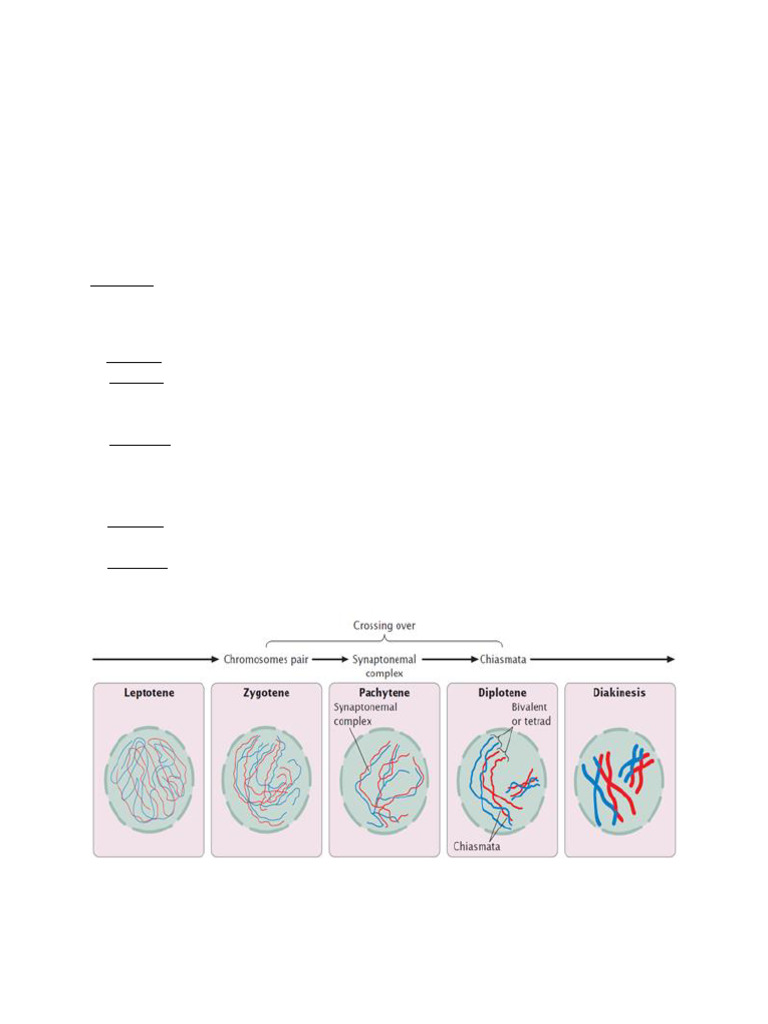 Understanding Meiosis: Process & Stages | PDF | Meiosis | Mitosis