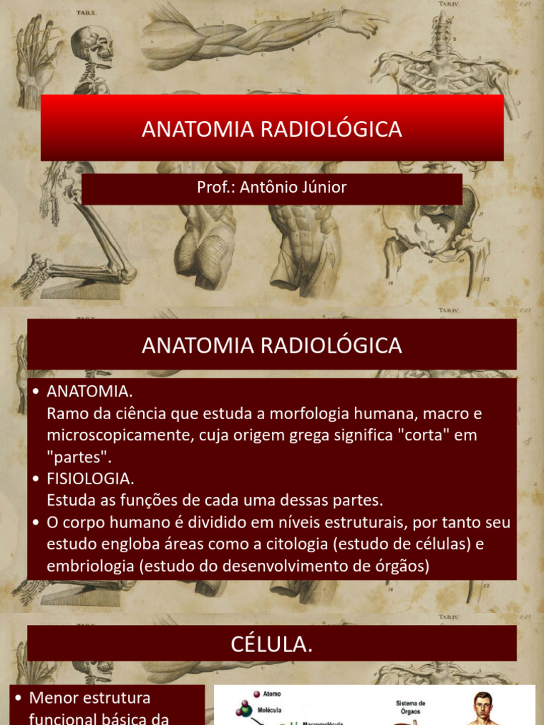 Anatomia Radiológica: Fundamentos e Estruturas | PDF