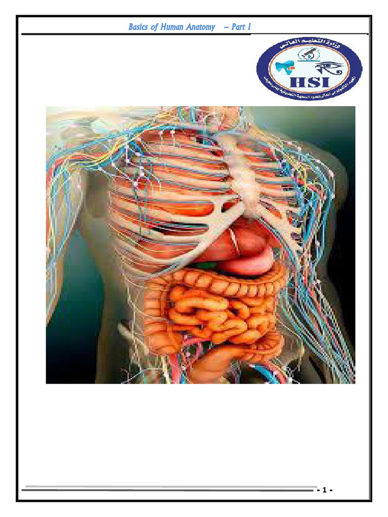 Human Anatomy Basics: Part I Overview | PDF | Heart Valve | Anatomical ...