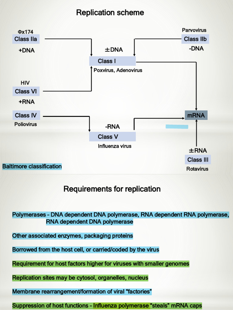 Virus Replication and Classification Overview | PDF | Virus | Reverse ...
