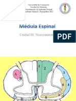 Médula Espinal - Vías Ascendentes