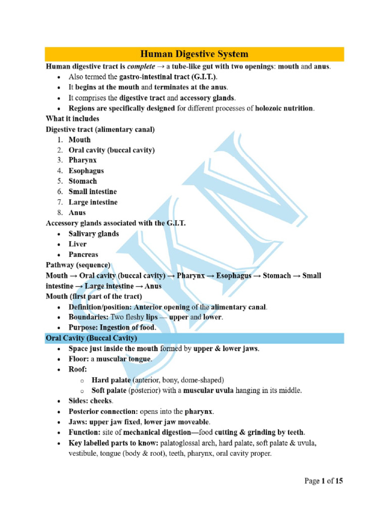 Human Digestive System SMART NOTES BY SKN | PDF