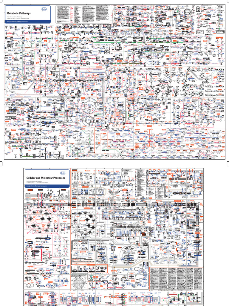 Biochemical Pathways - Roche | PDF
