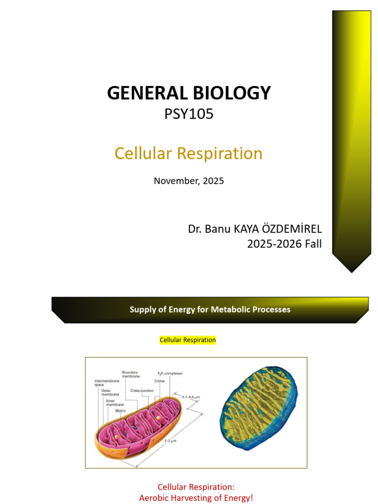 Cellular Respiration Overview and Processes | PDF | Cellular ...