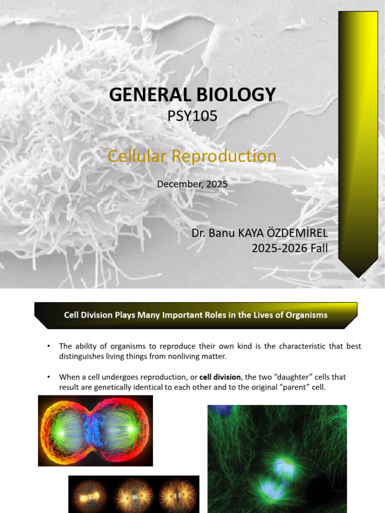Understanding Cell Division and Reproduction | PDF | Meiosis | Mitosis