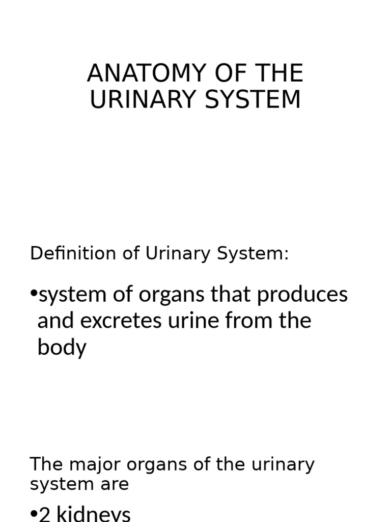 Urinary System Anatomy and Functions | PDF | Kidney | Urination