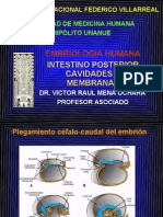 Intestino Post Cav y Membranas