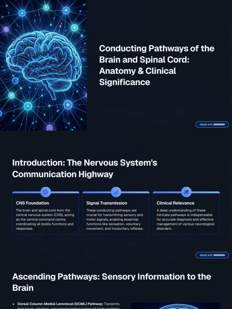 Brain and Spinal Cord Pathways Explained | PDF | Spinal Cord ...