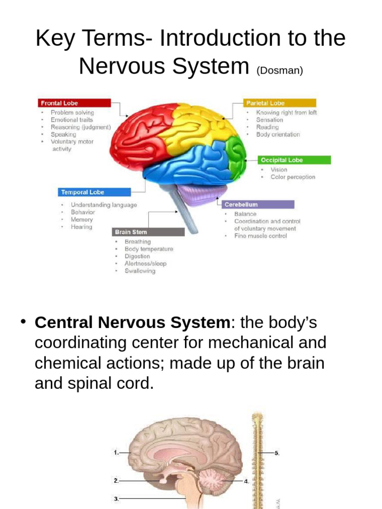 Key Terms of the Nervous System | PDF | Neuron | Action Potential