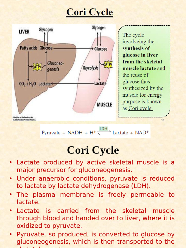 Understanding the Cori and Glucose-Alanine Cycles | PDF