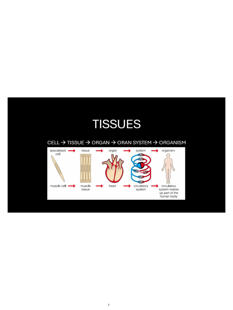 Tissue | PDF