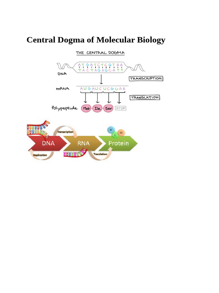 Central Dogma of Molecular Biology Explained | PDF | Rna | Gene