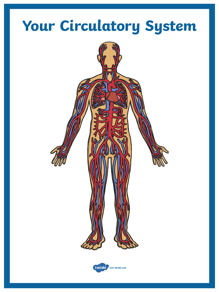 Your Circulatory System Display Poster | PDF