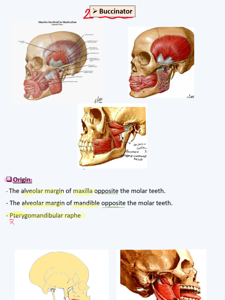Anatomy of Buccinator and Orbicularis Oris | PDF