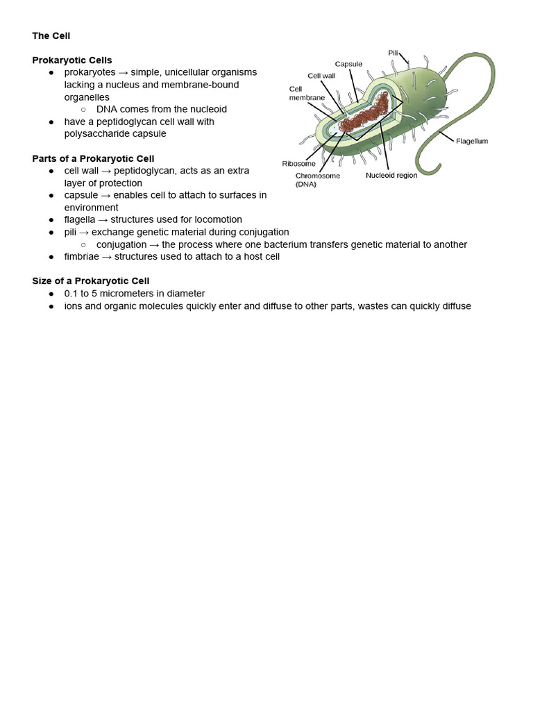 Prokaryotic and Eukaryotic Cell Structures | PDF | Cell (Biology ...