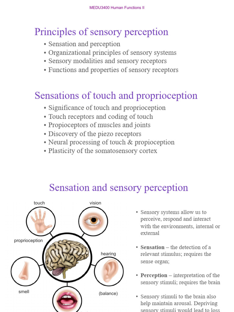 Sensory Perception and Touch Mechanisms | PDF | Somatosensory System ...