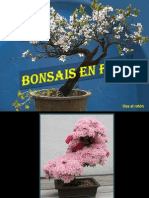 Bonsais en Flor