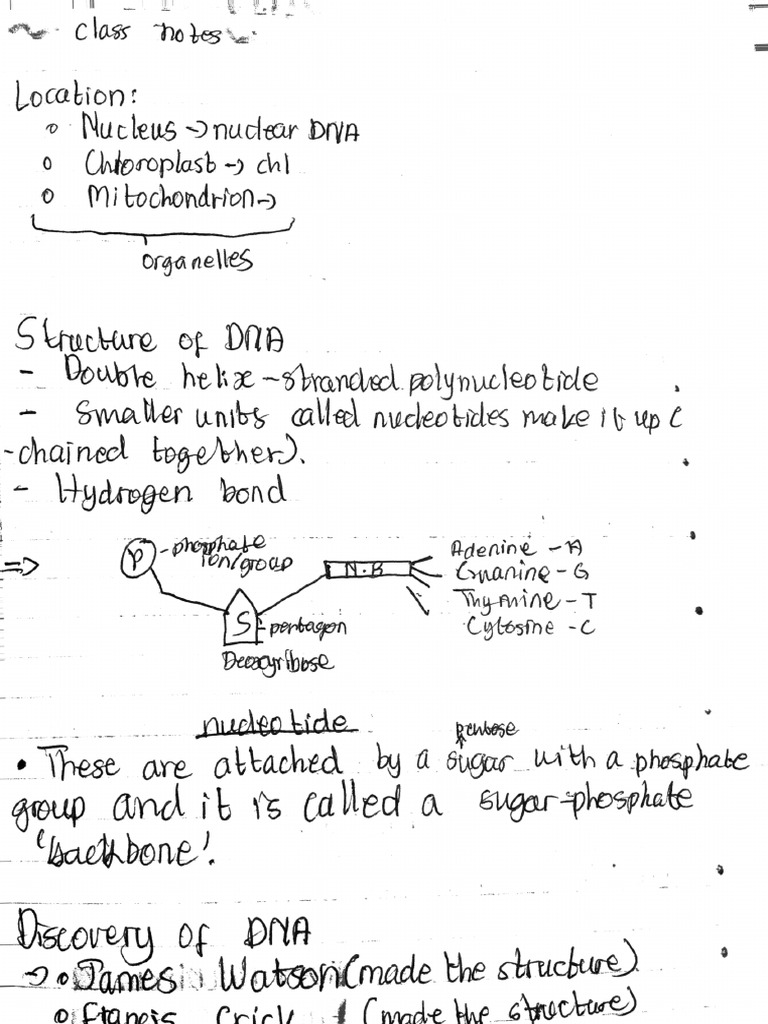 Understanding Nucleobases and DNA Structure | PDF