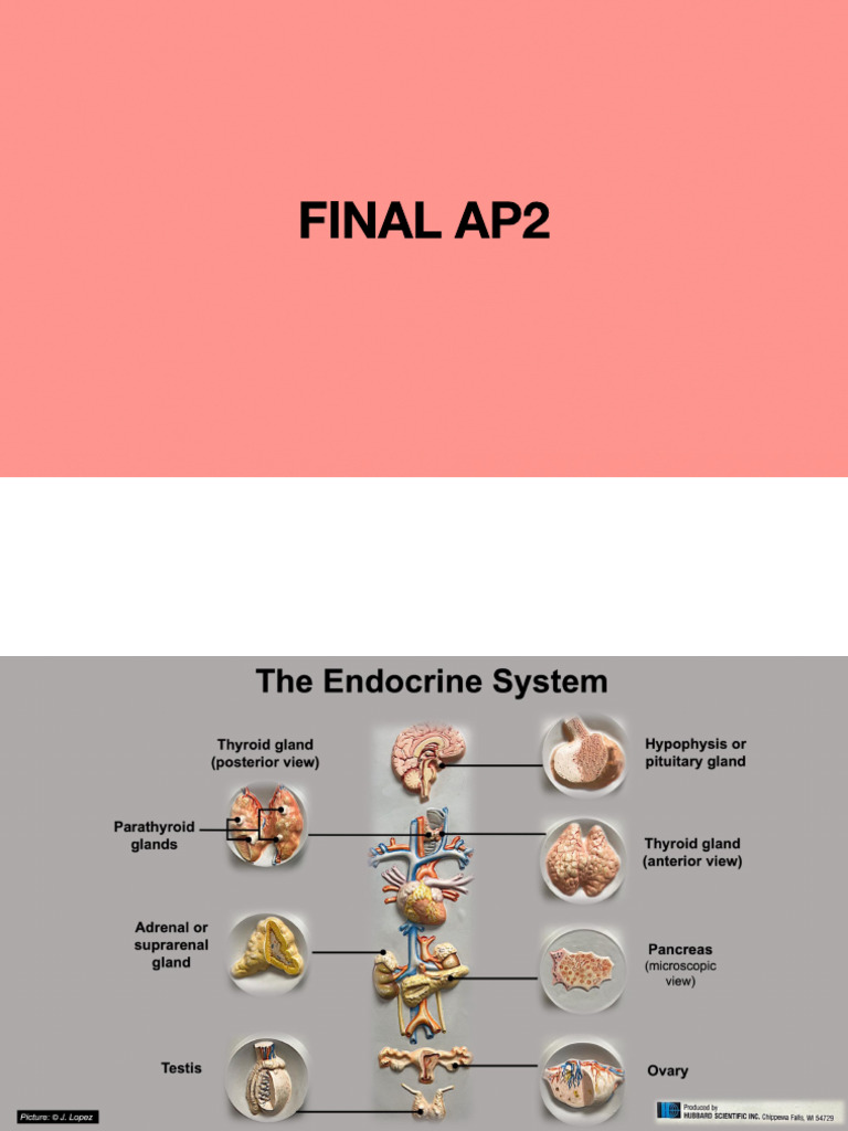 A & P II Final | PDF