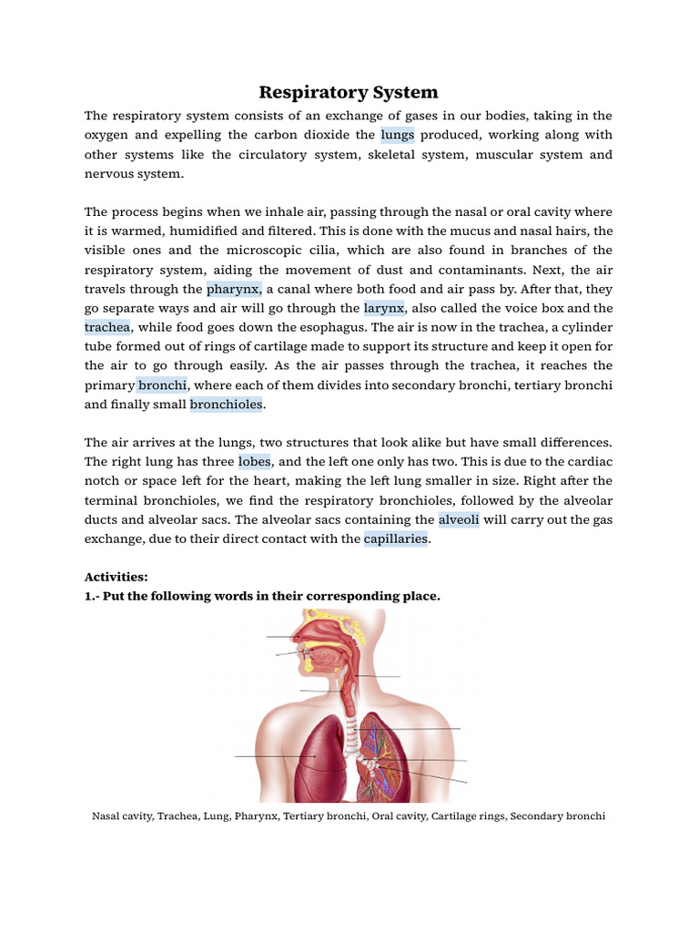 Overview of the Respiratory System | PDF | Respiratory Tract | Lung
