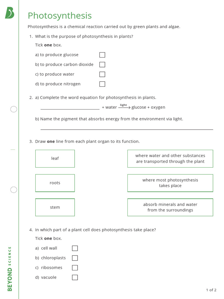 7SCI-Photosynthesis Worksheet HW2 | PDF