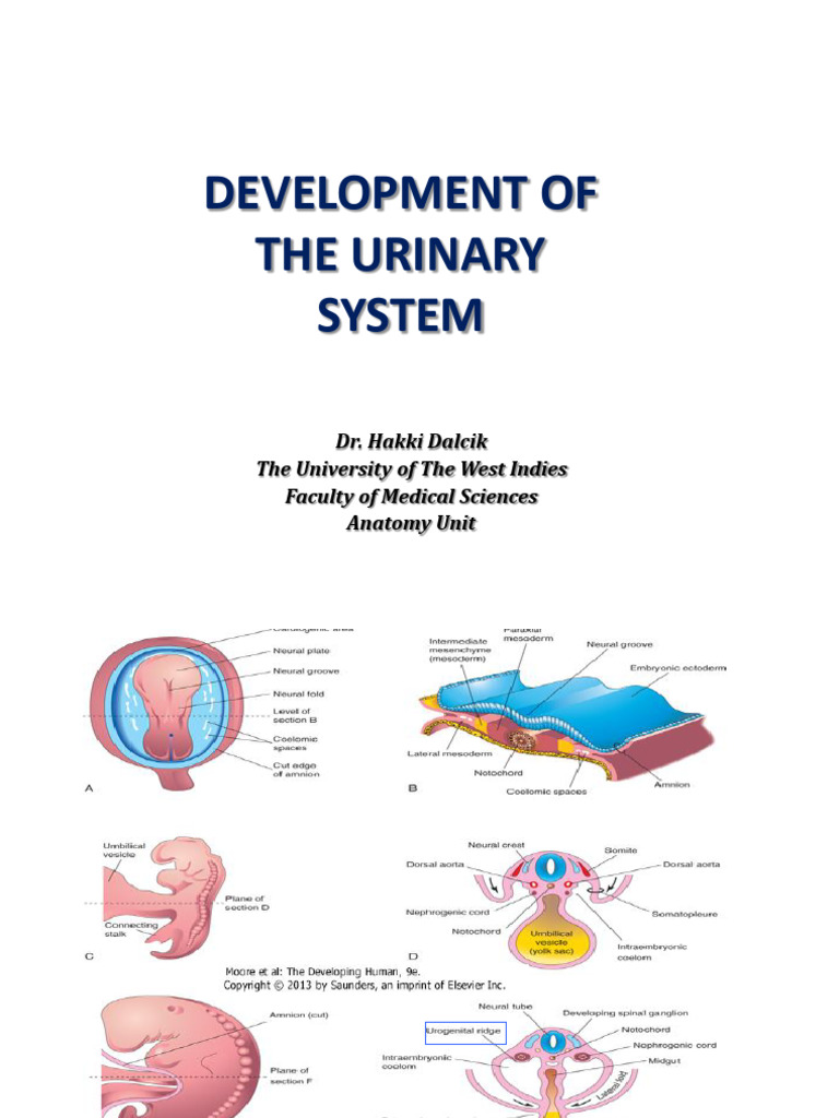 Urinary System Development Overview | PDF | Kidney | Genitourinary System