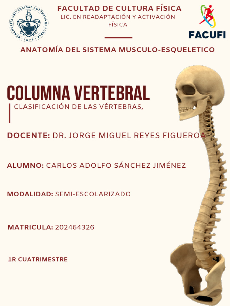 Anatomía de la Columna Vertebral | PDF | Vértebra | Sistema esquelético