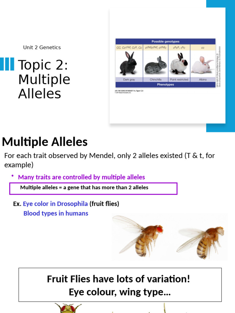 Understanding Multiple Alleles in Genetics | PDF | Dominance (Genetics ...