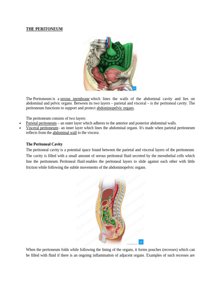 Understanding the Peritoneum Anatomy | PDF | Peritoneum | Rectum
