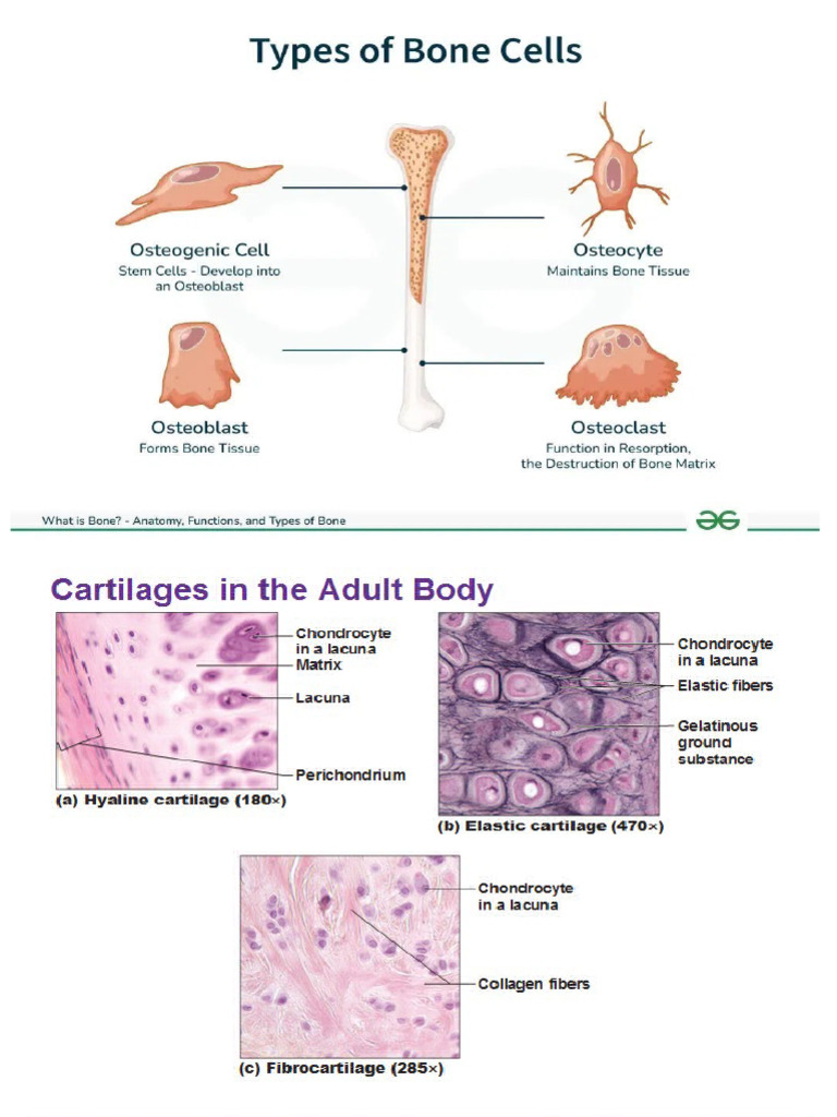 Types of Cell | PDF
