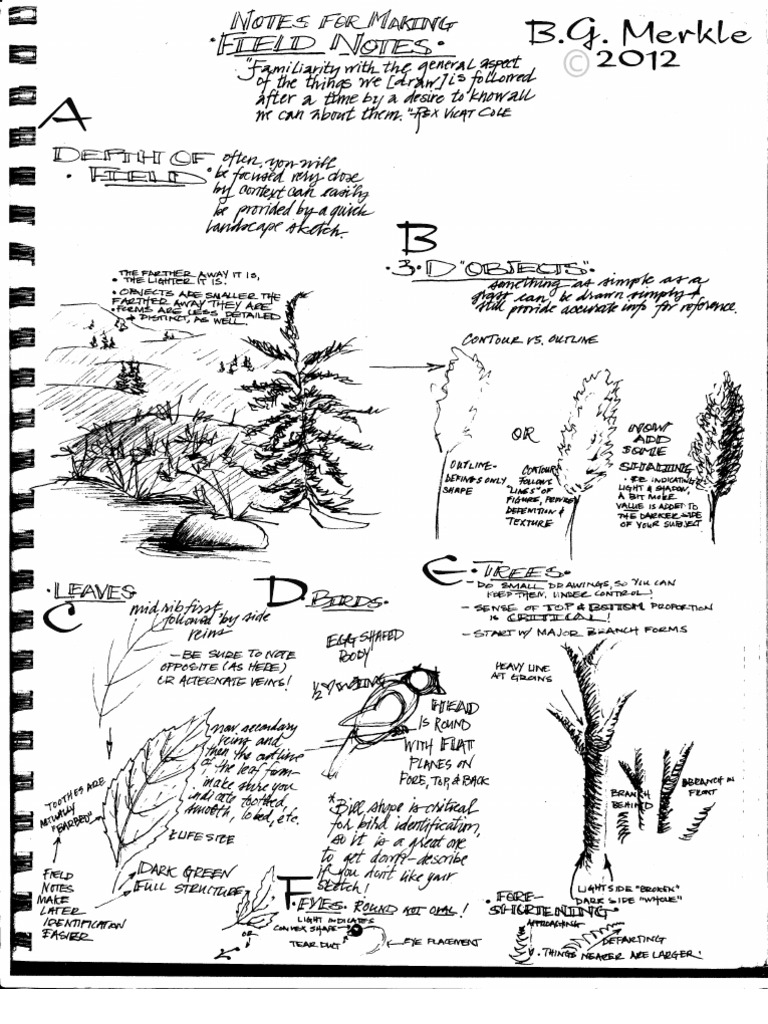 Tips For Field Sketching - B.G. Merkle (2012) | PDF | Leaf | Trees