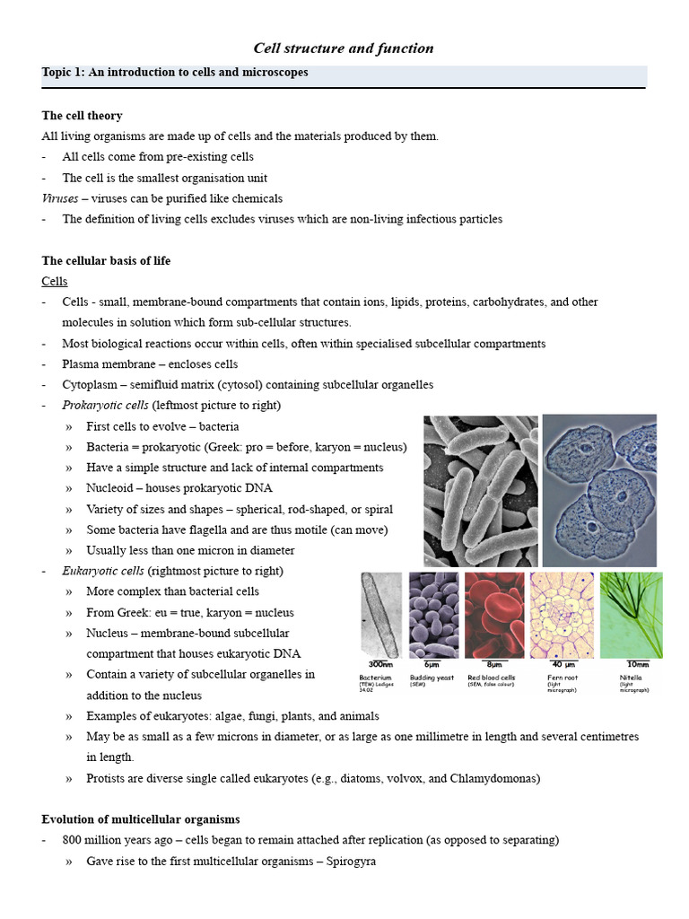 Cell Structure and Function Overview | PDF | Chloroplast | Endoplasmic ...