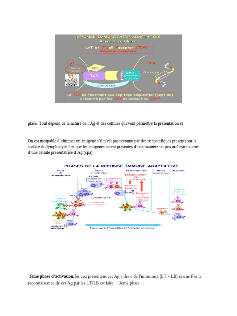 Mécanismes de la réponse immunitaire adaptative | PDF | Complexe majeur ...
